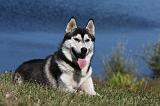 SIBERIAN HUSKY 519